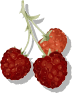 framboise